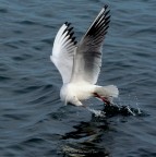 Beccata e fuga Beccata e fuga