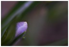 ovetto fiore ovetto fiore