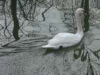 I disegni del Cigno I disegni del Cigno
