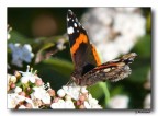 Butterfly 3 Butterfly 3