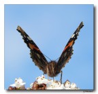 Butterfly 10 Butterfly 10