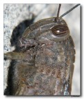 Locusta 2