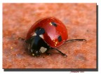 coccinella coccinella
