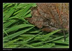 Natura bagnata Natura bagnata