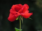 Rosa Solitaria Rosa Solitaria