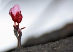 forza della natura