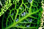 Green power Green power