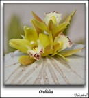 Orchidea Orchidea