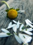 La "mia" scelta La "mia" scelta