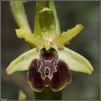 Prima orchidea Ophrys sphegodes Prima orchidea Ophrys sphegodes