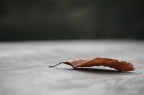 The last The last