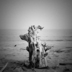 le fomenteur le fomenteur