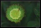 Green star