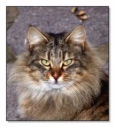 Cosa hai da guardare? Cosa hai da guardare?