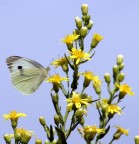 farfalla 2 farfalla 2