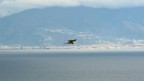 falco pellegrino sul golfo di napoli