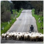 Sheep 2... Sheep 2...