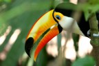 Tucano Tucano