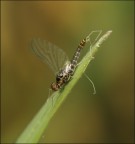 draghessa