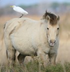 Camargue 2007.