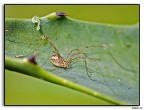 piccolo ragno....sempre su grande foglia piccolo ragno....sempre su grande foglia