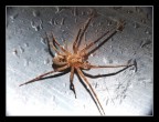 Ragno bagnato ......... Ragno bagnato .........
