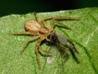 ecco un minuscolo ragnetto, 2 mm, mentre mangia un moscerino