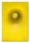 Giallo: l'insetto dov'è? Giallo: l'insetto dov'è?