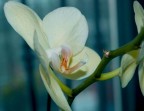 orchidea 3 orchidea 3