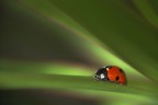 luce spot luce spot