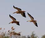 Pellicani in formazione