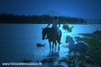 Cavalli al lago di Pozzillo Regalbuto (EN)
