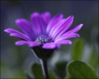 fiore fiore