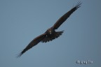 Falco di Palude Falco di Palude