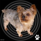 TOMMY BOY!!! TOMMY BOY!!!