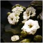 White Souls Breeze White Souls Breeze