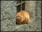 gatto fulvo