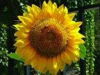 Girasole Girasole