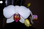orchidea5 orchidea5