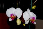 orchidea 6 orchidea 6
