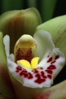Cymbidium Cymbidium