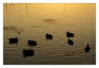ANATRE AL TRAMONTO ANATRE AL TRAMONTO