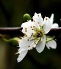 Fior di pruno Fior di pruno
