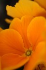 Orange Orange
