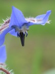 Borago officinalis Borago officinalis
