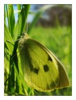 Butterfly Butterfly