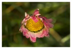fiore per occhio fiore per occhio