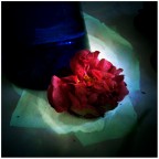 The Purity of Passion The Purity of Passion