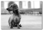 Un omaggio a Elliott Erwitt Un omaggio a Elliott Erwitt