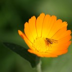 Bagno di sole... Bagno di sole...